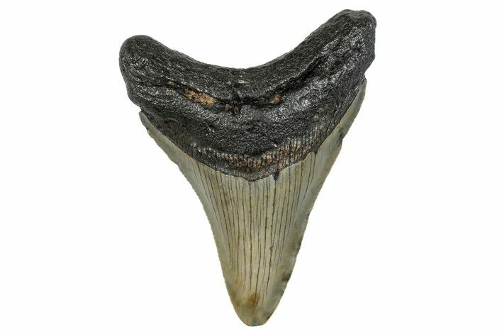 Serrated, Fossil Megalodon Tooth - North Carolina #272867